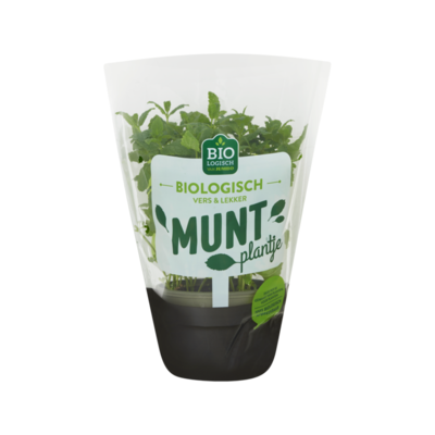 Huismerk Biologisch Munt Plantje